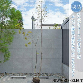 【現品】【アオダモ】株立ち 自然風樹形 コバノトネリコ　樹高H≒350 × 枝張W≒120cm　高木 落葉樹 シンボルツリー 植木 庭木 樹木 植栽 和風 洋風 ガーデニング おしゃれ【送料無料】