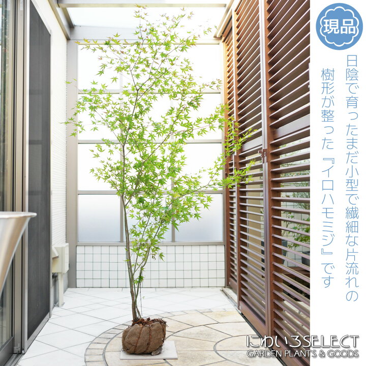 楽天市場】山採り【モミジ】イロハモミジ 自然樹形 樹高H≒175 × 枝張W 