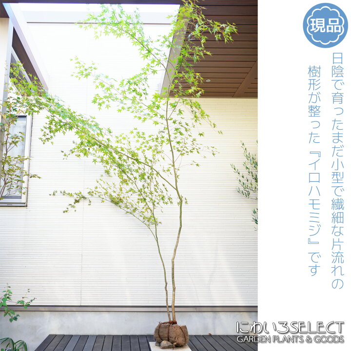 山採り モミジ （楽天市場】山採り【モミジ】イロハモミジ 自然樹形 