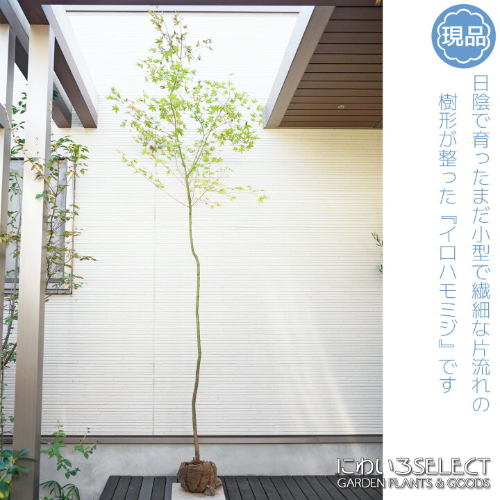 楽天市場】山採り【モミジ】イロハモミジ 自然樹形 樹高H≒260 × 枝張W 