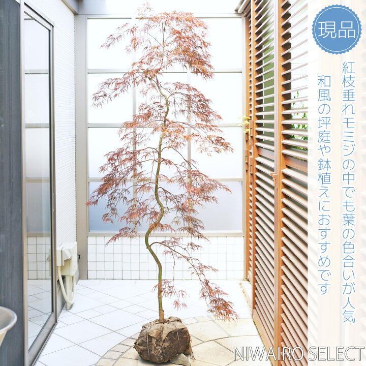 楽天市場】【イナバシダレモミジ】稲葉枝垂れ紅葉 自然樹形 樹高H≒175 