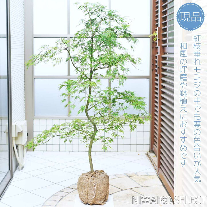 楽天市場】【アオシダレモミジ】青枝垂れ紅葉 自然樹形 樹高H≒130 
