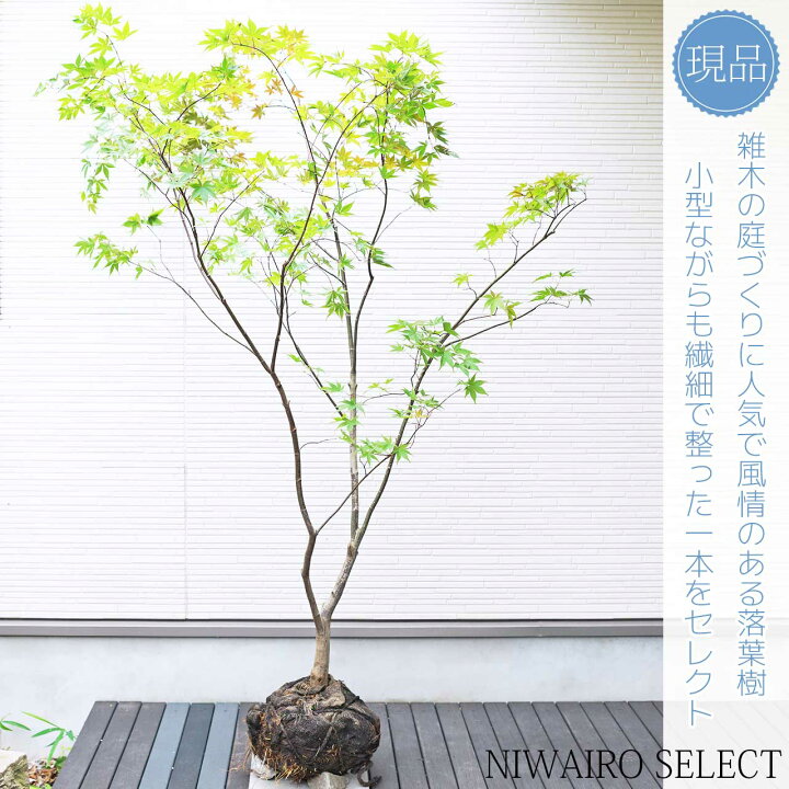 楽天市場】山採り【モミジ】ノムラモミジ 自然樹形 樹高H≒170 × 枝張W 