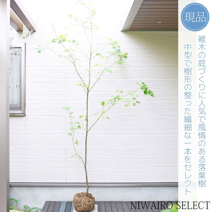 楽天市場】山採り【モミジ】ヤマモミジ 自然樹形 樹高H≒245 × 枝張W 