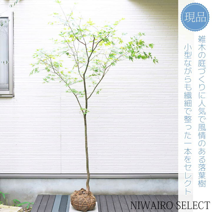 楽天市場】山採り【モミジ】ヤマモミジ 自然樹形 樹高H≒190 × 枝張W 
