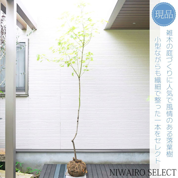 楽天市場】山採り【モミジ】ヤマモミジ 自然樹形 樹高H≒245 × 枝張W 