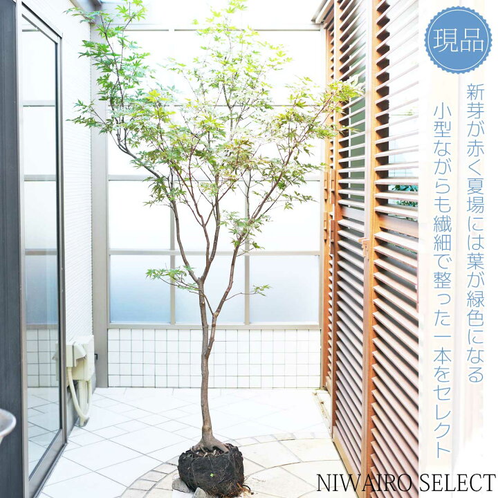楽天市場】山採り【モミジ】ノムラモミジ 自然樹形 樹高H≒200 × 枝張W 