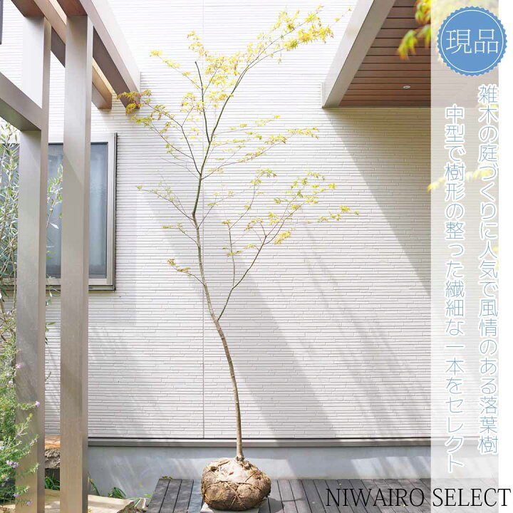 楽天市場】山採り【イロハモミジ】 紅葉 自然樹形 樹高H≒260 × 枝張W 