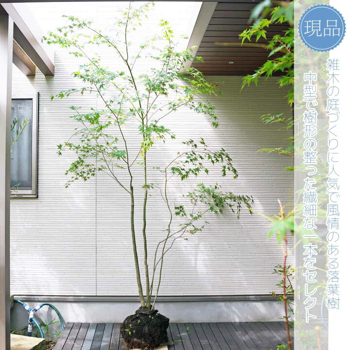 楽天市場】山採り【イロハモミジ】紅葉 株立ち 自然風樹形 樹高H≒240 
