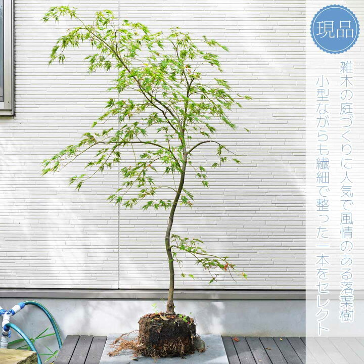 楽天市場】【アオシダレモミジ】青枝垂れ紅葉 自然風樹形 樹高H≒150 
