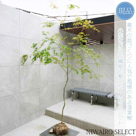 【現品】山採り【イロハモミジ】紅葉 自然風樹形　樹高H≒245 × 枝張W≒150cm　高木 落葉樹 シンボルツリー 植木 庭木 樹木 植栽 和風 洋風 ガーデニング おしゃれ【送料無料】