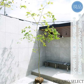 【現品】山採り【イロハモミジ】紅葉 自然風樹形　樹高H≒280 × 枝張W≒160cm　高木 落葉樹 シンボルツリー 植木 庭木 樹木 植栽 和風 洋風 ガーデニング おしゃれ【送料無料】