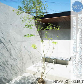 【現品】山採り【イロハモミジ】紅葉 株立ち 自然風樹形　樹高H≒245 × 枝張W≒140cm　高木 落葉樹 シンボルツリー 植木 庭木 樹木 植栽 和風 洋風 ガーデニング おしゃれ【送料無料】