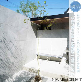 【現品】山採り【イロハモミジ】紅葉 自然風樹形　樹高H≒240 × 枝張W≒100cm　高木 落葉樹 シンボルツリー 植木 庭木 樹木 植栽 和風 洋風 ガーデニング おしゃれ【送料無料】