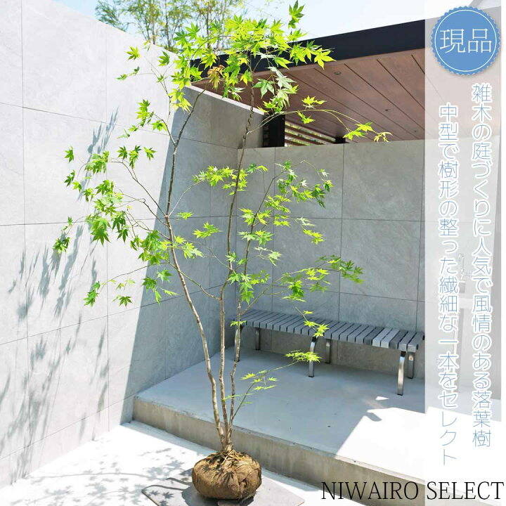 楽天市場】【現品】山採り【ヤマモミジ】紅葉 本株立ち 自然風樹形 