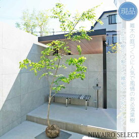 【現品】山採り【イロハモミジ】紅葉 自然風樹形　樹高H≒270 × 枝張W≒160cm　高木 落葉樹 シンボルツリー 植木 庭木 樹木 植栽 和風 洋風 ガーデニング おしゃれ【送料無料】