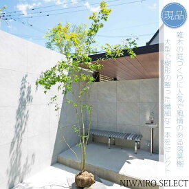 【現品】山採り【イロハモミジ】紅葉 本株立ち 自然風樹形　樹高H≒300 × 枝張W≒130cm　高木 落葉樹 シンボルツリー 植木 庭木 樹木 植栽 和風 洋風 ガーデニング おしゃれ【送料無料】