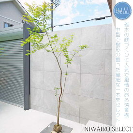 【現品】山採り【イロハモミジ】紅葉 株立ち 自然風樹形　樹高H≒290 × 枝張W≒150cm　高木 落葉樹 シンボルツリー 植木 庭木 樹木 植栽 和風 洋風 ガーデニング おしゃれ【送料無料】