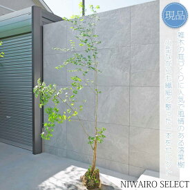 【現品】山採り【イロハモミジ】紅葉 株立ち 自然風樹形　樹高H≒245 × 枝張W≒90cm　高木 落葉樹 シンボルツリー 植木 庭木 樹木 植栽 和風 洋風 ガーデニング おしゃれ【送料無料】