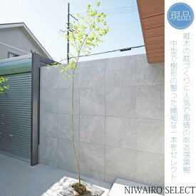 【現品】山採り【イロハモミジ】紅葉 自然風樹形　樹高H≒300 × 枝張W≒90cm　高木 落葉樹 シンボルツリー 植木 庭木 樹木 植栽 和風 洋風 ガーデニング おしゃれ【送料無料】