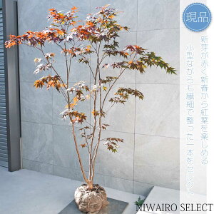 yizym~Wz쑺gt { R`@H200 × }W150cm@ t V{c[ A   A a m K[fjO yz