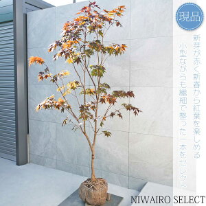 yizym~Wz쑺gt R`@H205 × }W120cm@ t V{c[ A   A a m K[fjO yz