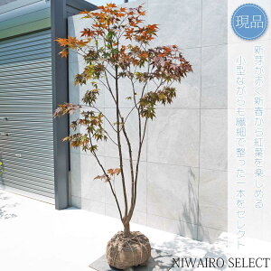 yizym~Wz쑺gt { R`@H195 × }W110cm@ t V{c[ A   A a m K[fjO yz