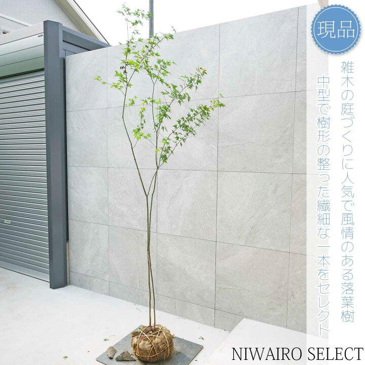 楽天市場】【現品】山採り【イロハモミジ】紅葉 本株立ち 自然風樹形 