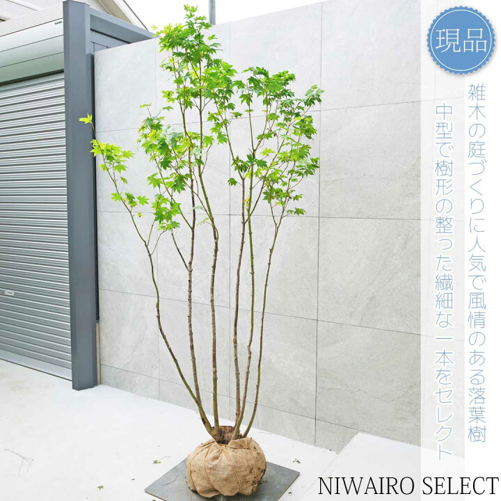 楽天市場】【現品】山採り【オオモミジ】紅葉 本株立ち 自然風樹形 