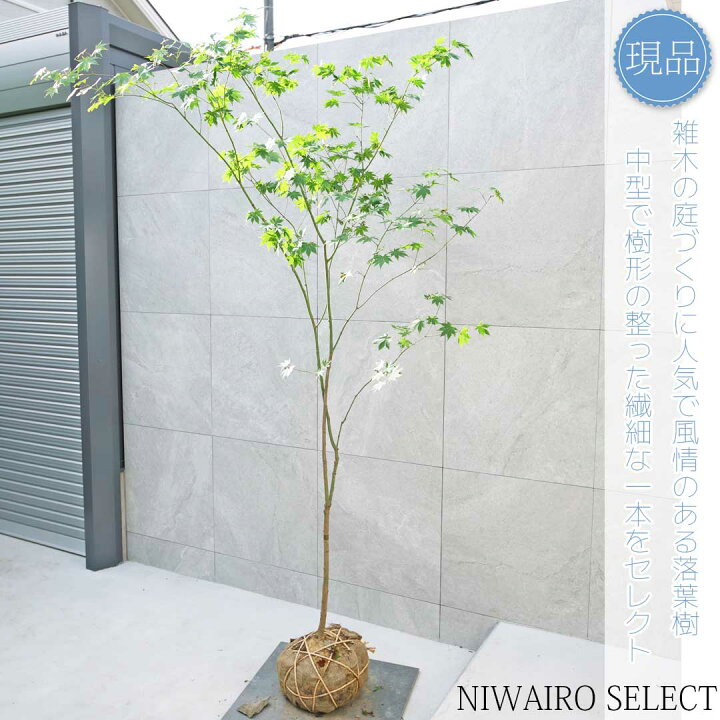 楽天市場】【現品】山採り【ヤマモミジ】紅葉 自然風樹形 樹高H≒220 