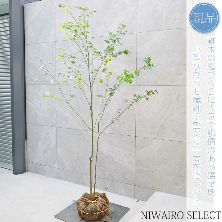 楽天市場】【現品】山採り【イロハモミジ】紅葉 株立ち 自然風樹形 