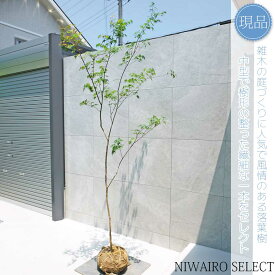 【現品】山採り【イロハモミジ】紅葉 自然風樹形　樹高H≒240 × 枝張W≒110cm　高木 落葉樹 シンボルツリー 植木 庭木 樹木 植栽 和風 洋風 ガーデニング おしゃれ【送料無料】