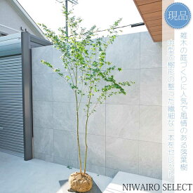 【現品】山採り【イロハモミジ】紅葉 株立ち 自然風樹形　樹高H≒260 × 枝張W≒140cm　高木 落葉樹 シンボルツリー 植木 庭木 樹木 植栽 和風 洋風 ガーデニング おしゃれ【送料無料】
