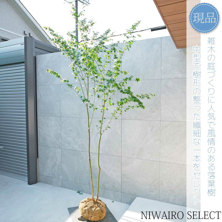 楽天市場】【現品】山採り【イロハモミジ】紅葉 株立ち 自然風樹形 