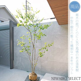 【現品】山採り【イロハモミジ】紅葉 株立ち 自然風樹形　樹高H≒290 × 枝張W≒160cm　高木 落葉樹 シンボルツリー 植木 庭木 樹木 植栽 和風 洋風 ガーデニング おしゃれ【送料無料】