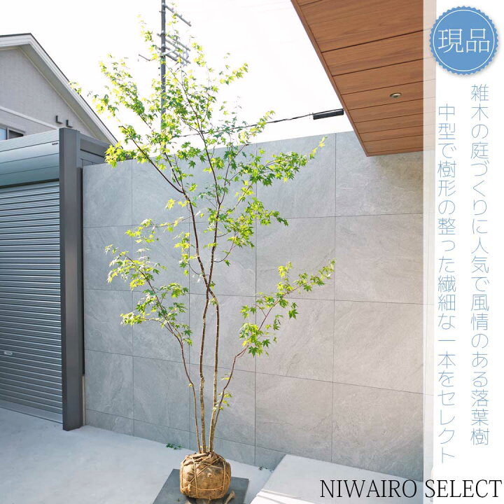 楽天市場】【現品】山採り【イロハモミジ】紅葉 株立ち 自然風樹形 