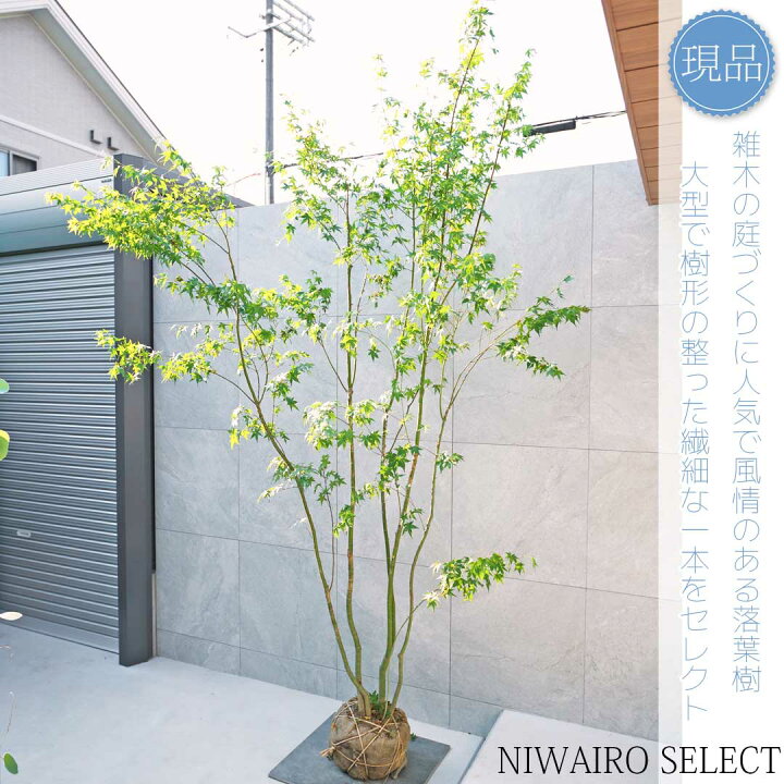 楽天市場】【現品】山採り【イロハモミジ】紅葉 株立ち 自然風樹形 