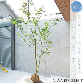 【現品】山採り【イロハモミジ】紅葉 株立ち 自然風樹形　樹高H≒275 × 枝張W≒170cm　高木 落葉樹 シンボルツリー 植木 庭木 樹木 植栽 和風 洋風 ガーデニング おしゃれ【送料無料】