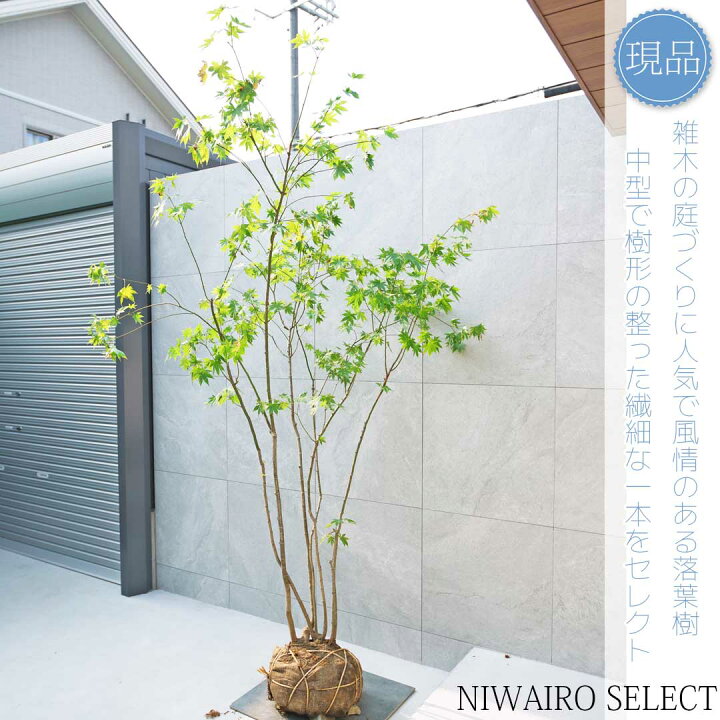 楽天市場】【現品】山採り【ヤマモミジ】紅葉 株立ち 自然風樹形 樹高H 