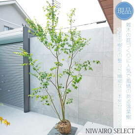 【現品】山採り【イロハモミジ】紅葉 株立ち 自然風樹形　樹高H≒285 × 枝張W≒190cm　高木 落葉樹 シンボルツリー 植木 庭木 樹木 植栽 和風 洋風 ガーデニング おしゃれ【送料無料】