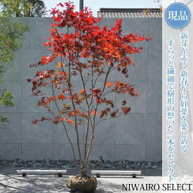 【現品】【ノムラモミジ】野村紅葉 本株立ち 自然風樹形　樹高H≒240 × 枝張W≒150cm　高木 落葉樹 シンボルツリー 植木 庭木 樹木 植栽 和風 洋風 ガーデニング おしゃれ【送料無料】
