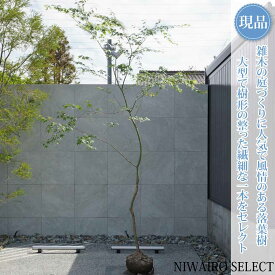 【現品】山採り【イロハモミジ】紅葉 自然風樹形　樹高H≒320 × 枝張W≒200cm　高木 落葉樹 シンボルツリー 植木 庭木 樹木 植栽 和風 洋風 ガーデニング おしゃれ【送料無料】