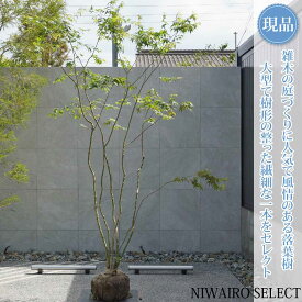 【現品】山採り【イロハモミジ】紅葉 株立ち 自然風樹形　樹高H≒300 × 枝張W≒210cm　高木 落葉樹 シンボルツリー 植木 庭木 樹木 植栽 和風 洋風 ガーデニング おしゃれ【送料無料】