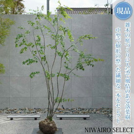 【現品】山採り【イロハモミジ】紅葉 株立ち 自然風樹形　樹高H≒230 × 枝張W≒160cm　高木 落葉樹 シンボルツリー 植木 庭木 樹木 植栽 和風 洋風 ガーデニング おしゃれ【送料無料】