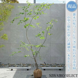 【現品】山採り【イロハモミジ】紅葉 株立ち 自然風樹形　樹高H≒210 × 枝張W≒140cm　高木 落葉樹 シンボルツリー 植木 庭木 樹木 植栽 和風 洋風 ガーデニング おしゃれ【送料無料】