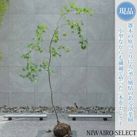 【現品】山採り【イロハモミジ】紅葉 自然風樹形　樹高H≒180 × 枝張W≒110cm　高木 落葉樹 シンボルツリー 植木 庭木 樹木 植栽 和風 洋風 ガーデニング おしゃれ【送料無料】