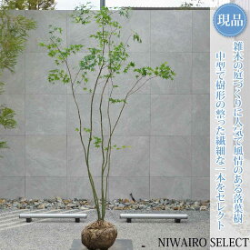 【現品】山採り【イロハモミジ】紅葉 株立ち 自然風樹形　樹高H≒210 × 枝張W≒100cm　高木 落葉樹 シンボルツリー 植木 庭木 樹木 植栽 和風 洋風 ガーデニング おしゃれ【送料無料】