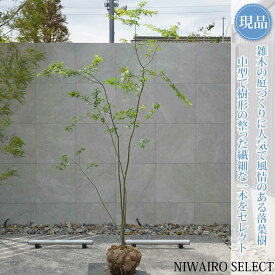 【現品】山採り【イロハモミジ】紅葉 株立ち 自然風樹形　樹高H≒230 × 枝張W≒140cm　高木 落葉樹 シンボルツリー 植木 庭木 樹木 植栽 和風 洋風 ガーデニング おしゃれ【送料無料】