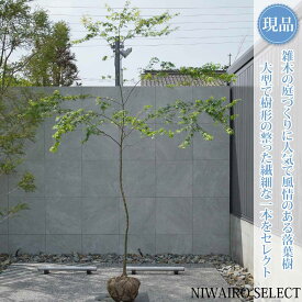 【現品】山採り【イロハモミジ】紅葉 自然風樹形　樹高H≒280 × 枝張W≒230cm　高木 落葉樹 シンボルツリー 植木 庭木 樹木 植栽 和風 洋風 ガーデニング おしゃれ【送料無料】