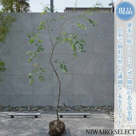 【現品】山採り【イロハモミジ】紅葉 自然風樹形　樹高H≒230 × 枝張W≒120cm　高木 落葉樹 シンボルツリー 植木 庭木 樹木 植栽 和風 洋風 ガーデニング おしゃれ【送料無料】